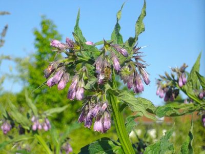 Comfrey Blüte